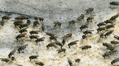 Ephydra