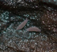 Onychiurinae