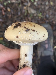 Gemmatae