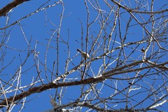 Baeolophus wollweberi