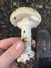 Gemmatae