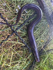 Conger wilsoni