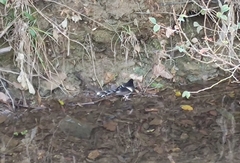 Enicurus leschenaulti