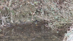 Enicurus leschenaulti