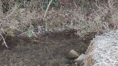 Enicurus leschenaulti