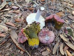 Hypomyces luteovirens