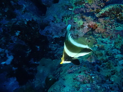 Heniochus chrysostomus