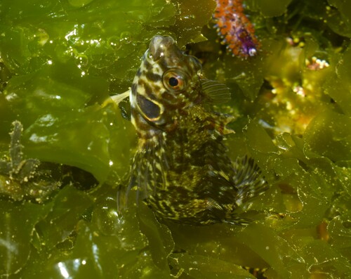 Delalandes schubslijmvis (Malacoctenus delalandii) — Labrisomidae — 4