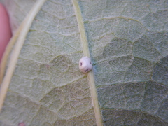 Ceroplastes cirripediformis