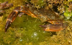 Charybdis hellerii