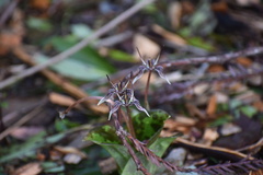 Scoliopus bigelovii
