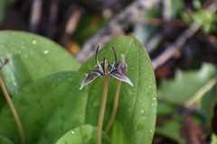 Scoliopus bigelovii