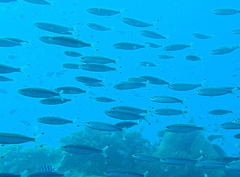 Pterocaesio digramma