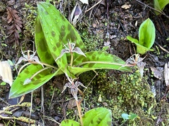 Scoliopus bigelovii