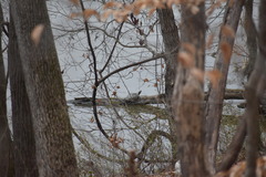 Trachemys scripta elegans