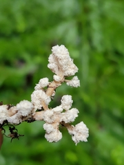 Cordyceps sinclairii