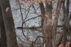 Trachemys scripta elegans