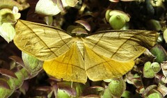 Systatica xanthastis