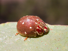 Paropsis geographica
