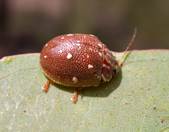 Paropsis geographica