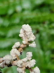 Cordyceps sinclairii