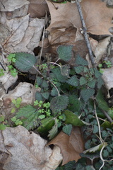 Urtica chamaedryoides