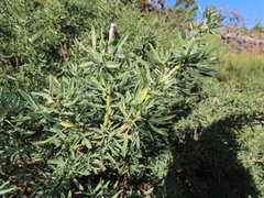 Adenocarpus hispanicus