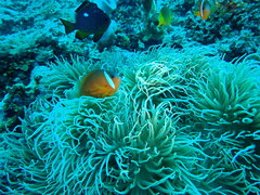 Heteractis crispa
