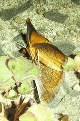 Systatica xanthastis