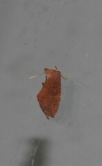 Elusa semipecten