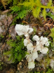 Cordyceps sinclairii