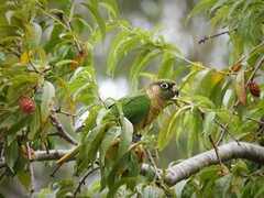 Pyrrhura frontalis