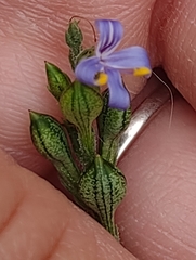 Carlowrightia parviflora