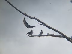 Tachycineta leucopyga