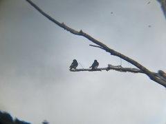 Tachycineta leucopyga