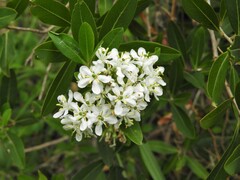 Escallonia bifida