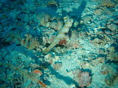 Amblyeleotris guttata