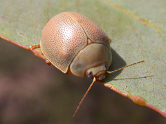 Paropsisterna crocata