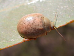 Paropsisterna crocata