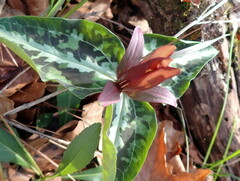 Trillium underwoodii