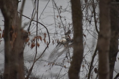 Trachemys scripta elegans