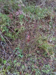 Dirca occidentalis