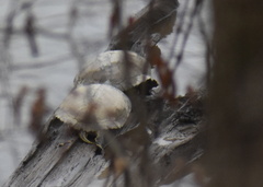 Trachemys scripta elegans