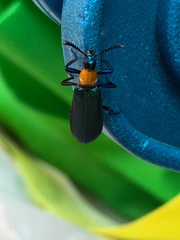 Prionocerus coeruleipennis