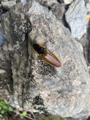 Semiotus luteipennis