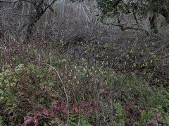 Dirca occidentalis