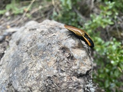 Semiotus luteipennis