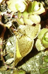 Systatica xanthastis