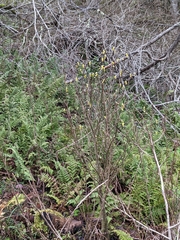 Dirca occidentalis