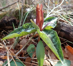 Trillium underwoodii